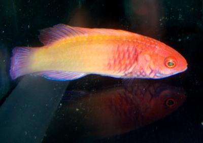 Cirrhilabrus rubrisquamis - Malediven-Lippfisch