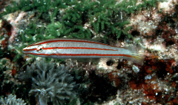 Hologymnosus doliatus - Pastell-Hechtlippfisch, juvenile