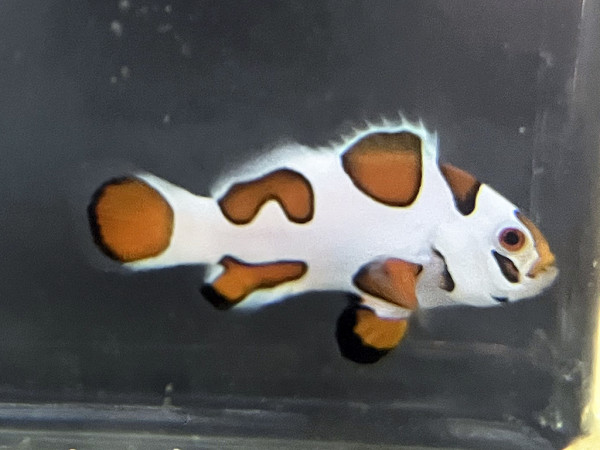 Amphiprion ocellaris - Orange Storm NZ