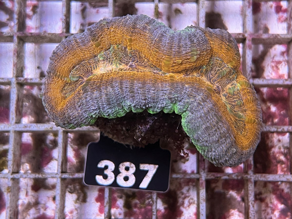 Lobophyllia spec. - Hirnkoralle ultra (387)