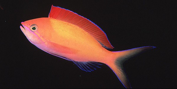 Pseudanthias dispar - Pazifischer Flammenfahnenbarsch