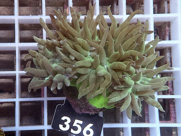 Duncanopsammia axifuga - Duncanopsammia (356)