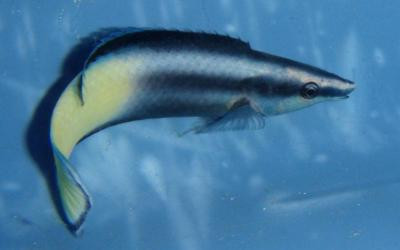 Labroides bicolor - Zweifarben-Putzerfisch