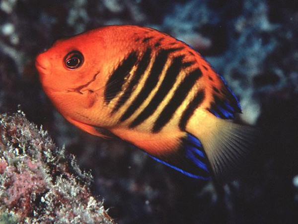 Centropyge loriculus - Feuer-Zwergkaiser