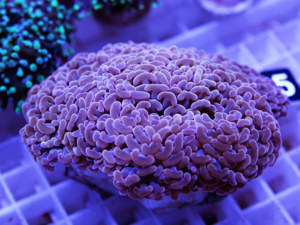 Euphyllia ancora orange (95)