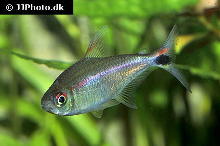 Hemigrammus rubrostriatus - Rotstreifen-Salmler WF