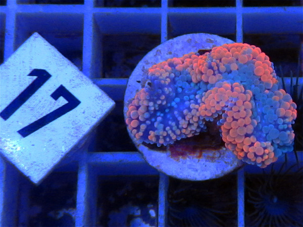 Ricordea floridae - orange (17)