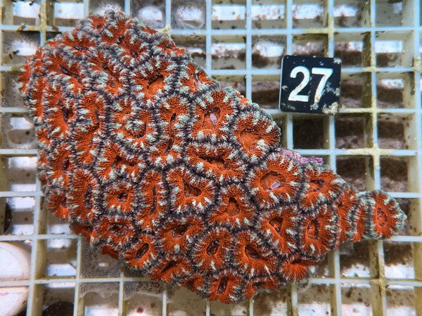 Acanthastrea spec. ultra (27)