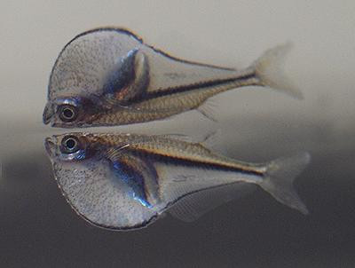Carnegiella myersi - Glas-Beilbauchfisch