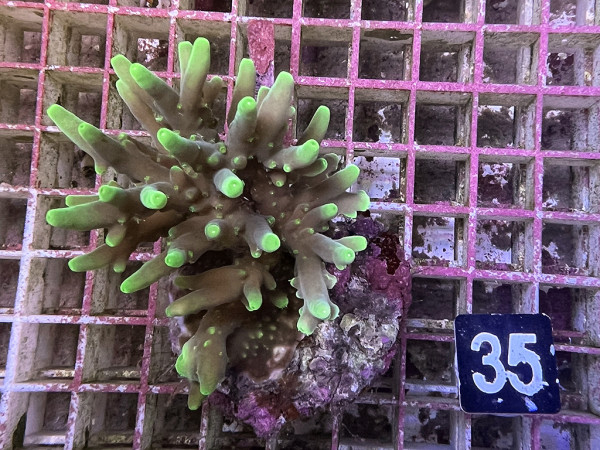 Acropora caroliniana (35)