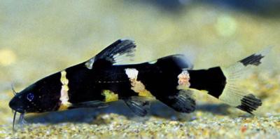 Pseudomystus siamensis - Siamesischer Ringelwels, 10cm