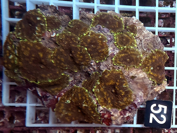 Discosoma spec.(52)