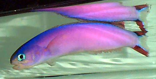 Hoplolatilus purpureus - Purpur Torpedobarsch