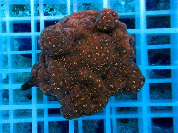 Pavona maldivensis