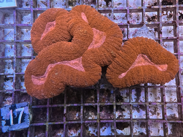 Lobophyllia spec. - Hirnkoralle ultra (17)