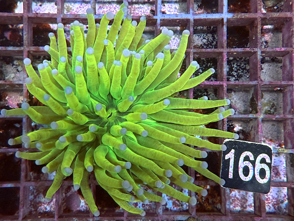 Euphyllia glabrescens Holy Grail Einzelpolyp (166)