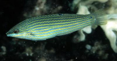 Halichoeres melanurus - Grünblauer-Junkerfisch