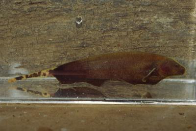 Apteronotus albifrons - Weißstirn-Messerfisch