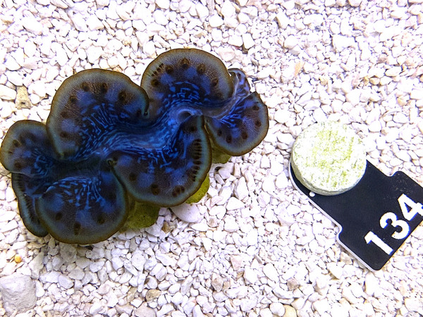 Tridacna maxima 5 cm (134)