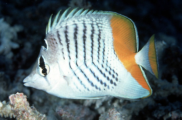 Chaetodon madagaskariensis - Madagaskar-Falterfisch