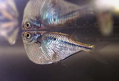 Gasteropelecus sternicla - Silberbeilbauchfisch