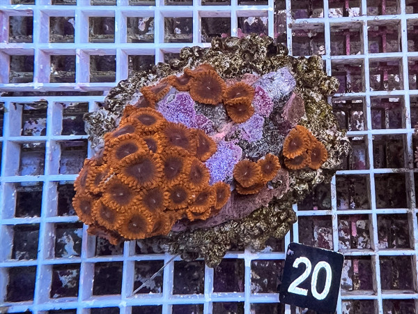 Zoanthus spec. Krustenanemonen (20)