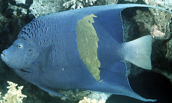 Pomacanthus maculosus - Arabischer Kaiserfisch adult