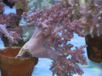 Capnella spec. - Bäumchenweichkoralle Capnella spec. - Bäumchenweichkoralle