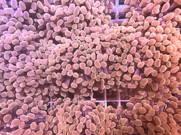 Euphyllia paraancora - Hammerkoralle gold Einzelpolyp
