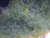 Chaetomorpha spec. - Drahtalge Chaetomorpha spec. - Drahtalge