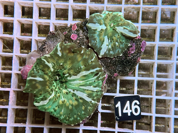 Discosoma spec. (42)