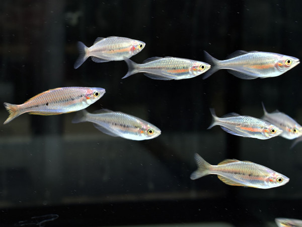 Melanotaenia sikuensis - Sikuensis Regenbogenfisch