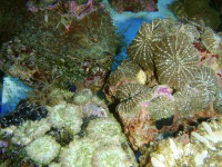 Discosoma spec. - Scheibenanemonen, farbig Discosoma spec. - Scheibenanemonen, farbig