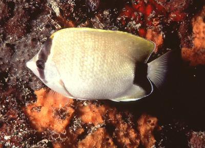 Chaetodon sedentarius - Riff-Falterfisch, Karibik