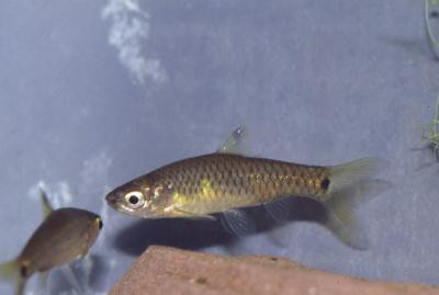 Barbus leonensis - Angola Barbe