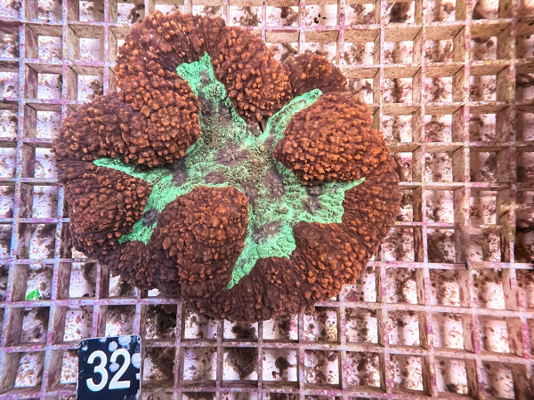 Lobophyllia spec. - Hirnkoralle ultra (32)