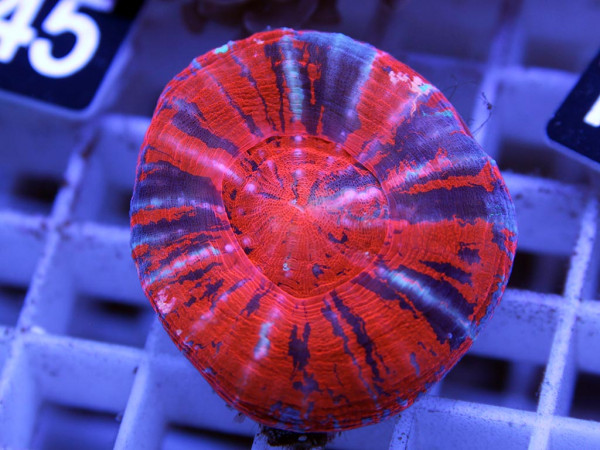 Scolymia australis multicolor (174)