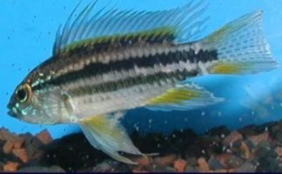 Apistogramma bitaeniata - Zweistreifen Zwergbuntbarsch, orange WF