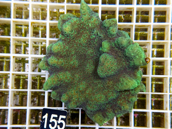 Pavona maldivensis - Pavona grün (155)