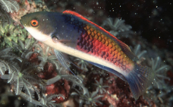 Cirrhilabrus cyanopleura - Blauseiten-Lippfisch Männchen