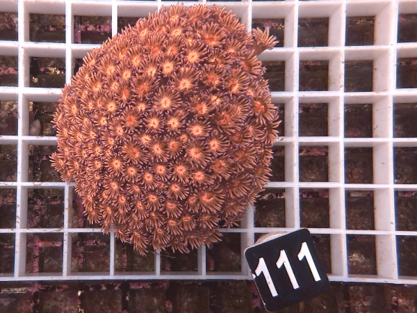 Goniopora sp. rosa (111)