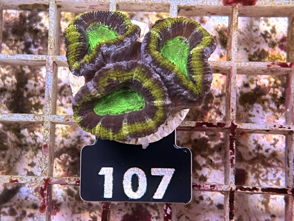 Acanthastrea spec. ultra Frag (107)