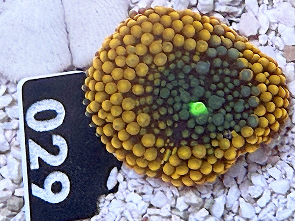 Ricordea floridae - orange (029)
