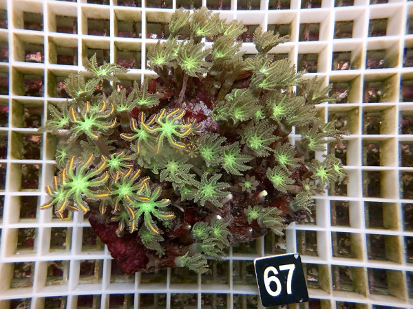 Clavularia spec. - Stolonifera, green (67)