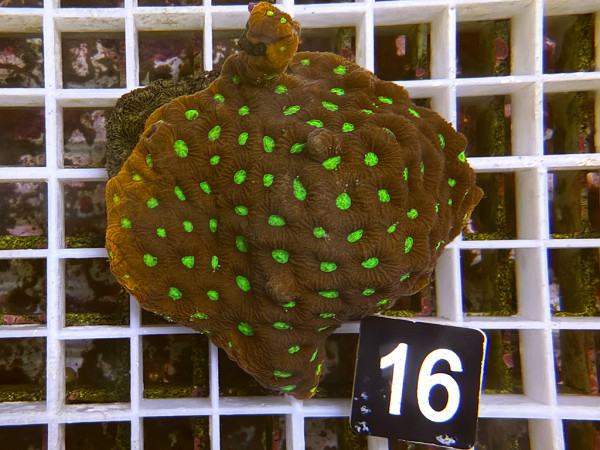 Favites spec. - Favites ultra (16)