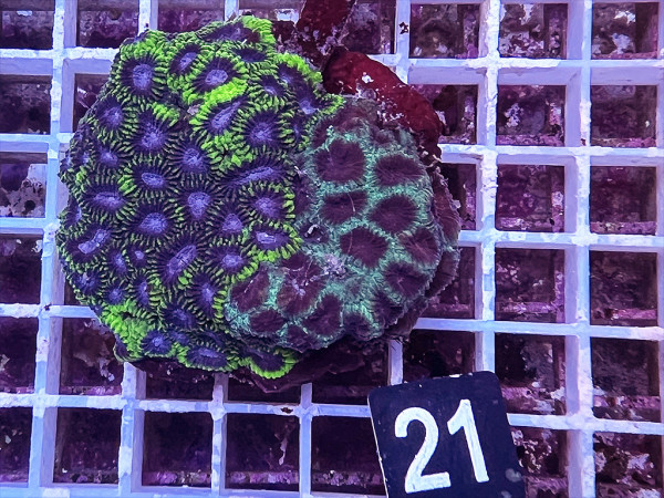 Favites spec. (21)