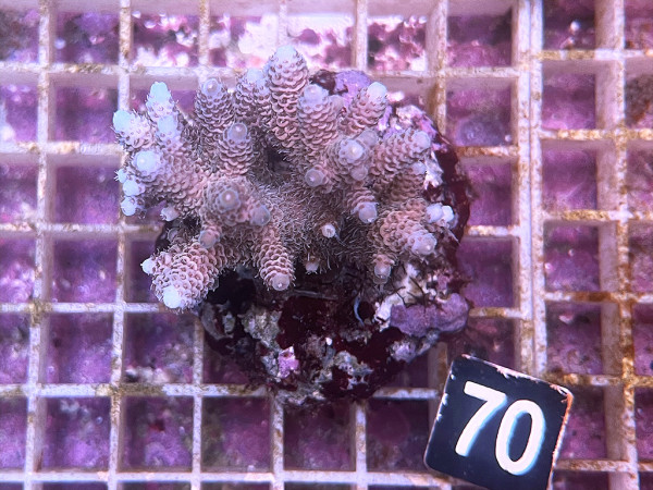 Acropora millepora (70)