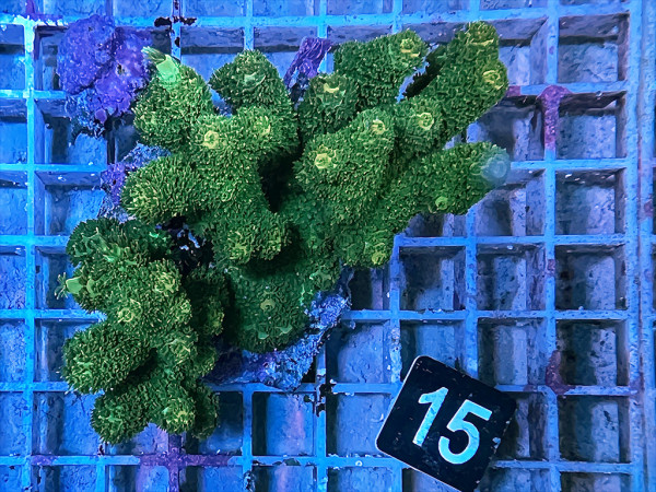 Acropora millepora (15)