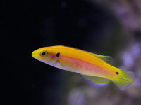 Bodianus bimaculatus - Zweifleck-Schweinslippfisch Bodianus bimaculatus - Zweifleck-Schweinslippfisch
