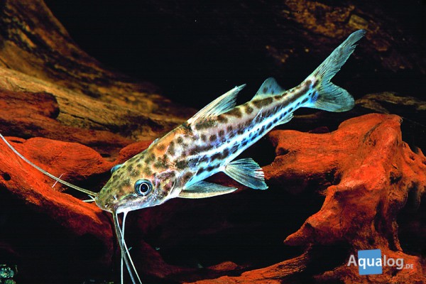 Pimelodus albofasciatus - Weißstreifen-Antennenwels
